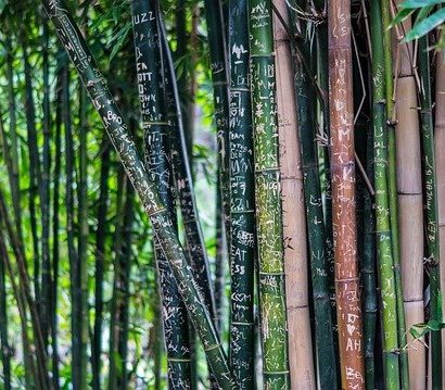 Bambous non traçants