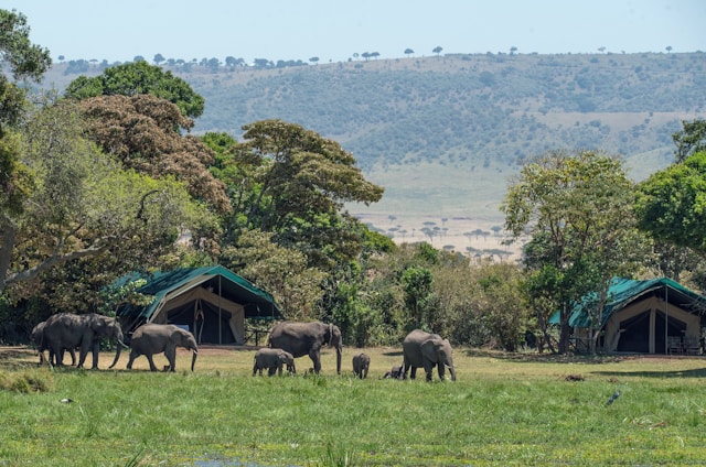 Safari en Afrique