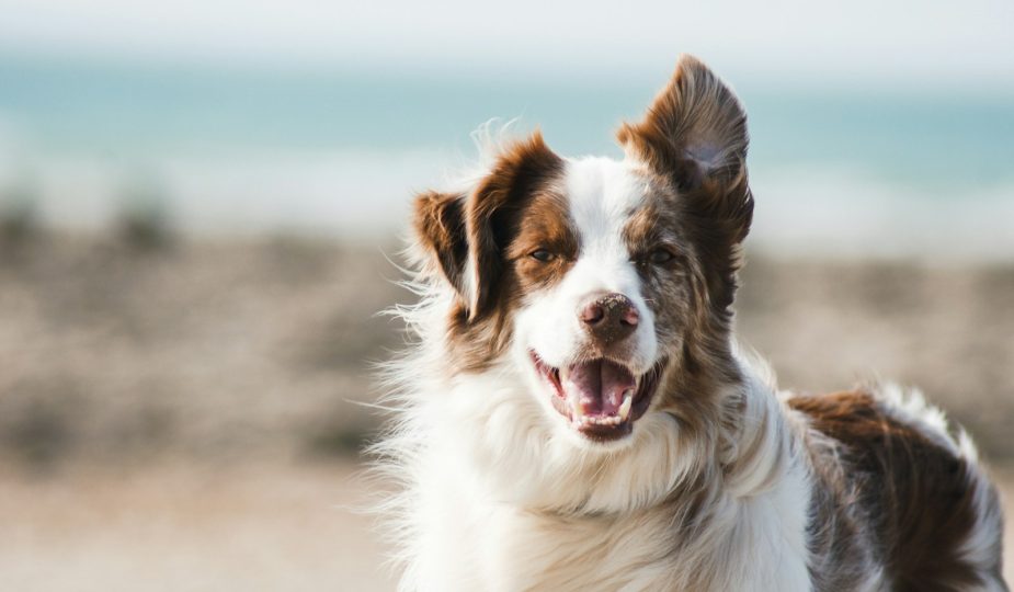 Aller avec des Animaux