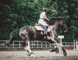 courses hippiques