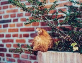 Alimentation des poules