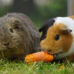 Tout ce qu'il faut pour le bonheur de votre rongeur