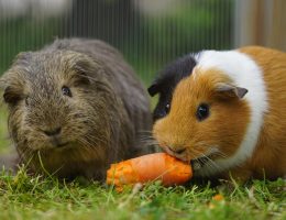 Tout ce qu'il faut pour le bonheur de votre rongeur
